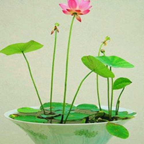 Tuyển Tập Ca Nhạc Phật Giáo Hay Nhất - Thích Thiện Mỹ