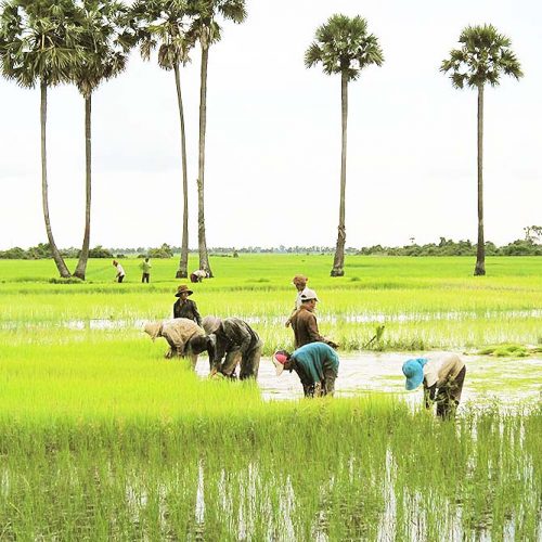 Những Ca Khúc Trữ Tình Đồng Quê Hay Nhất