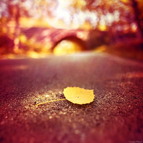 Những Ca Khúc Đồng Quê Việt Nam Hay Nhất Mọi Thời Đại Phần 4