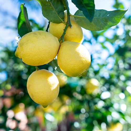 Nhạc Miền Nam Trích Đoạn Cải Lương Nổi Tiếng Lan Và Diệp - Đỉnh Vũ Linh Ngọc Huyền