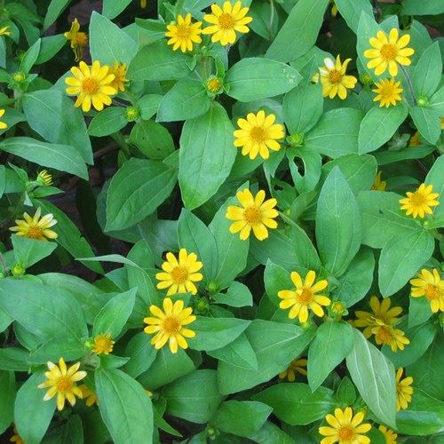 Nhạc Dân Gian Liên Khúc Nhạc Sến Bolero Cát Bụi Cuộc Đời Cực Hay