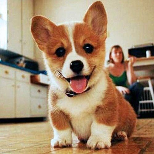 Nhà Mình Rất Vui - Mẹ Ơi Tại Sao - Nhạc Thiếu Nhi Vui Nhộn Hay Nhất