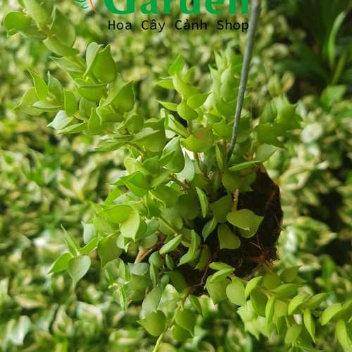 Nhạc Dân Gian Sến Buồn Xót Xa Dành Cho Phòng Trà Khiến Triệu Con Tim Phải Khóc