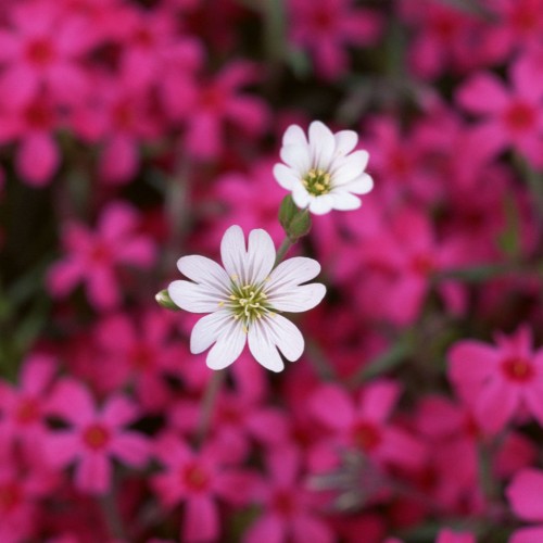 Thánh Ca Bên Mẹ Mân Côi - Lê Anh